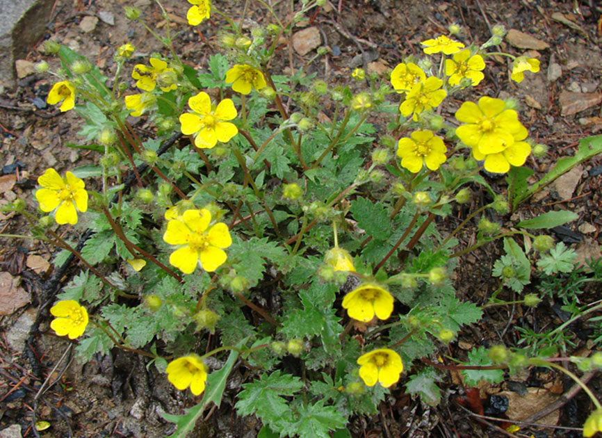 Image of Potentilla arenosa specimen.