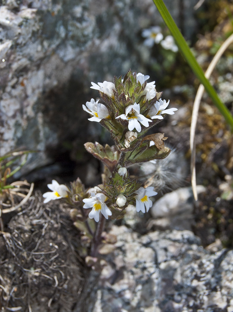 Изображение особи Euphrasia regelii.