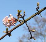 Viburnum farreri