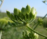 Heracleum sibiricum. Часть соплодия с незрелыми плодами. Ростовская обл., дельта Дона, Азовский р-н, пойменный луг. 20.06.2012.