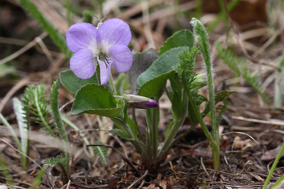 Image of Viola rupestris specimen.