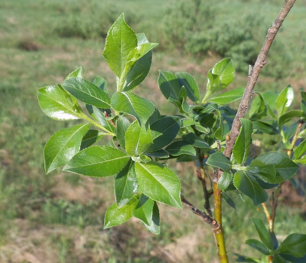 Image of Salix myrsinifolia specimen.