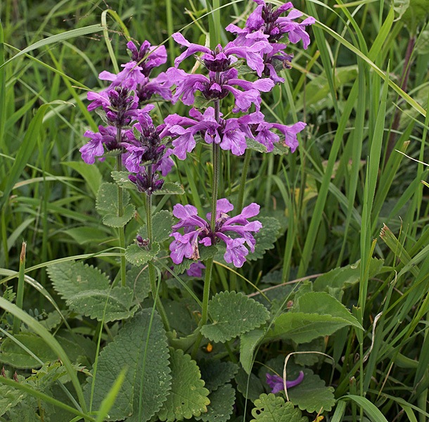 Image of Betonica macrantha specimen.