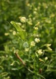 Lathyrus aphaca