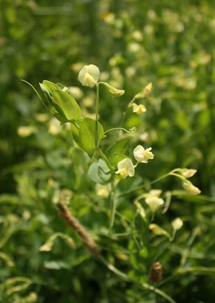 Image of Lathyrus aphaca specimen.