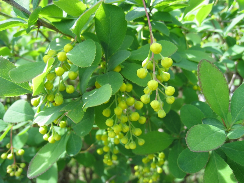 Изображение особи Berberis vulgaris.