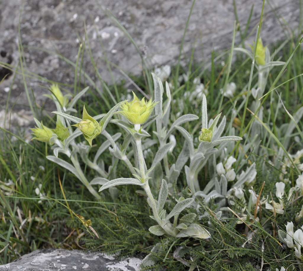 Image of Sideritis scardica specimen.