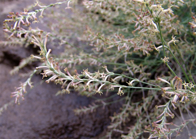 Image of Crucianella gilanica specimen.