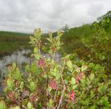 Vaccinium uliginosum