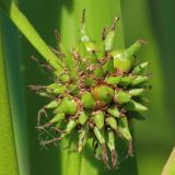 Sparganium erectum