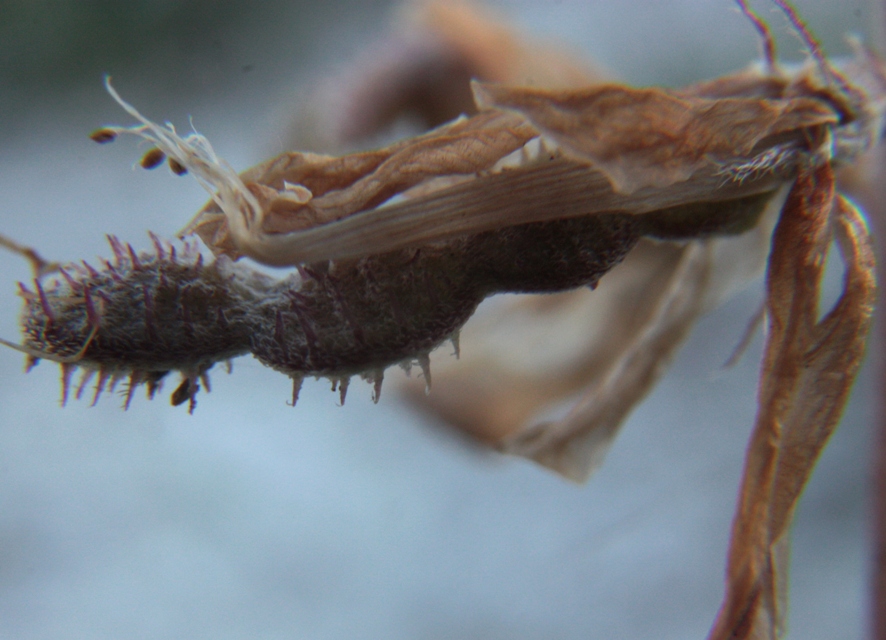 Image of Hedysarum ucrainicum specimen.