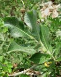 Salix recurvigemmata