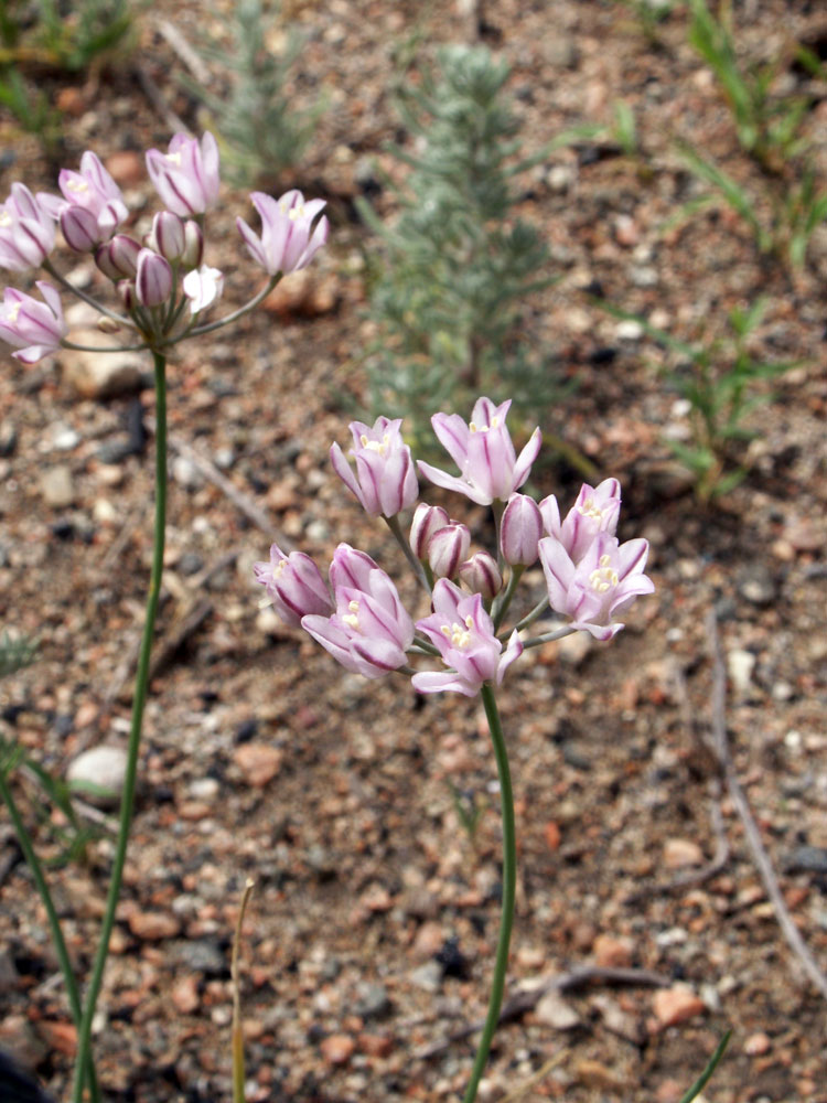 Image of Allium weschniakowii specimen.