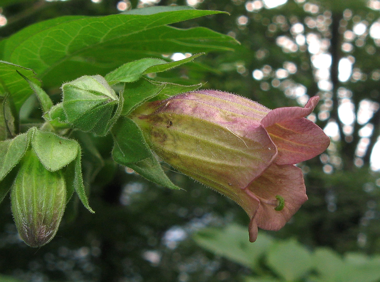 Изображение особи Atropa bella-donna.