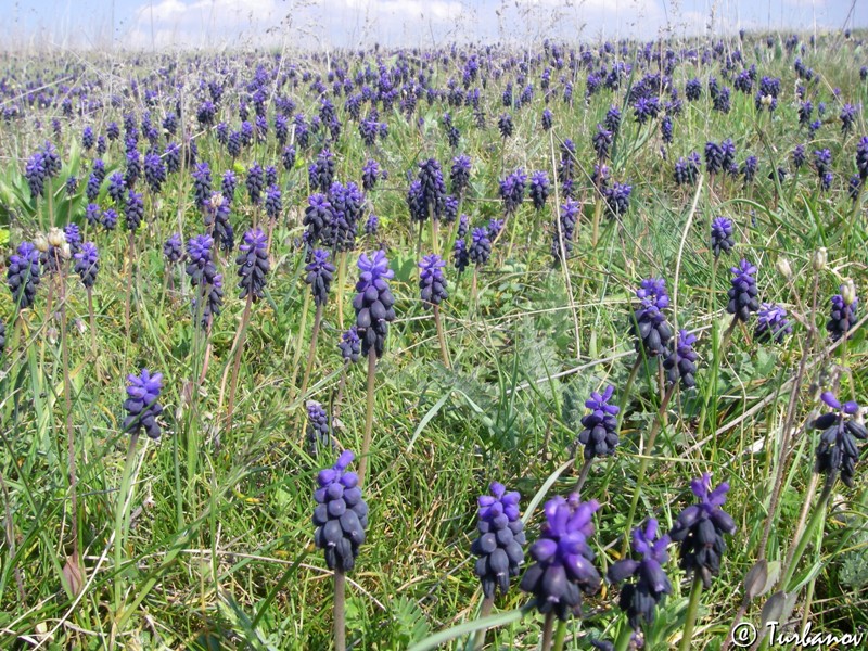 Изображение особи Muscari neglectum.