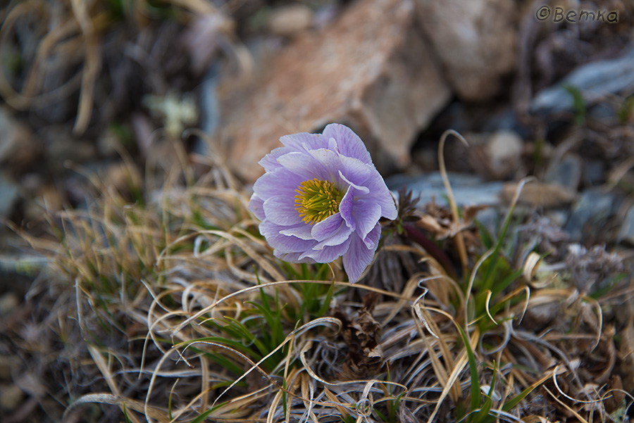 Изображение особи Trollius lilacinus.