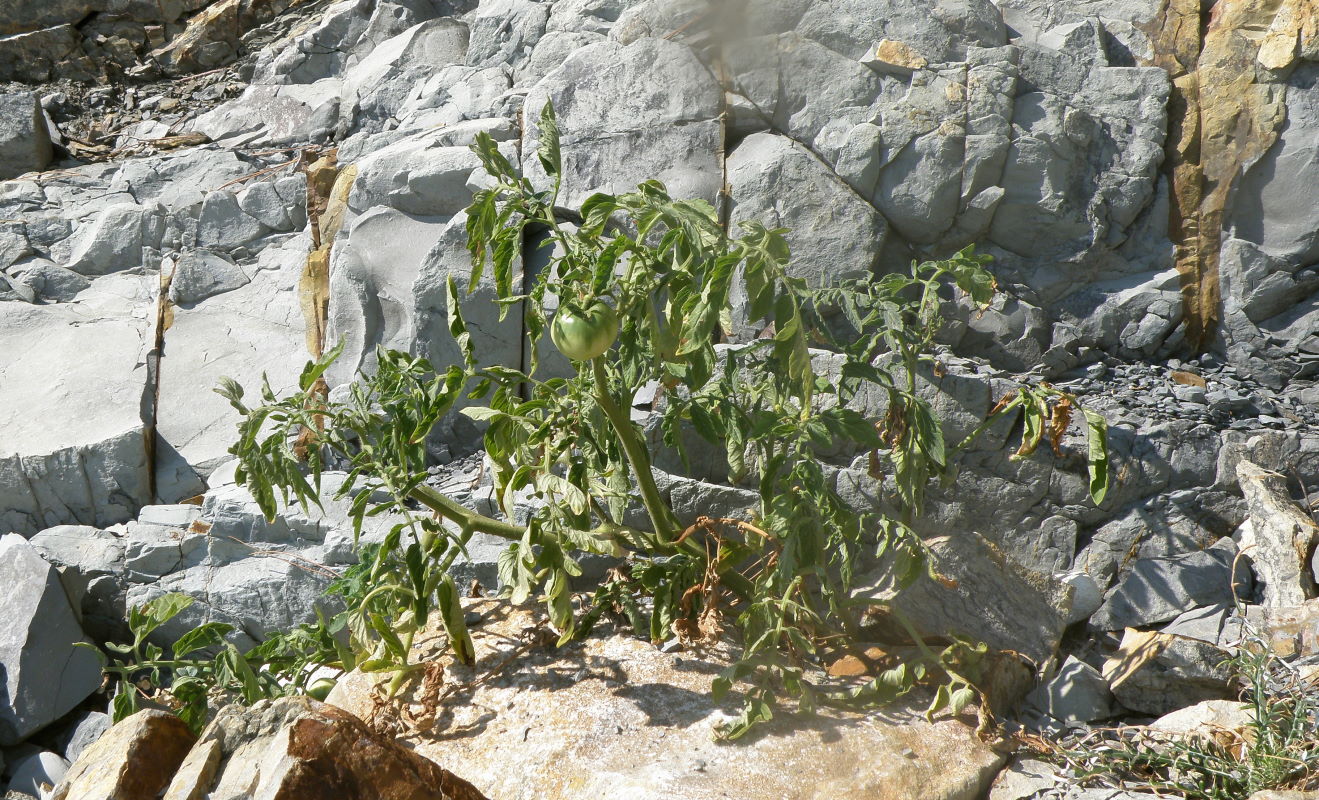 Image of Lycopersicon esculentum specimen.