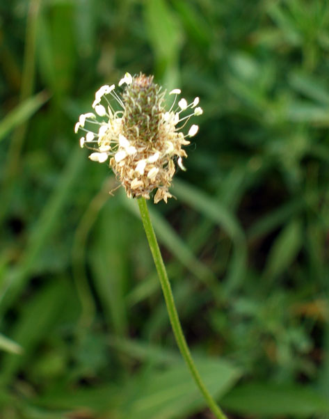 Image of Plantago lanceolata specimen.