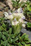 Scutellaria oligodonta