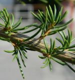 Cedrus atlantica