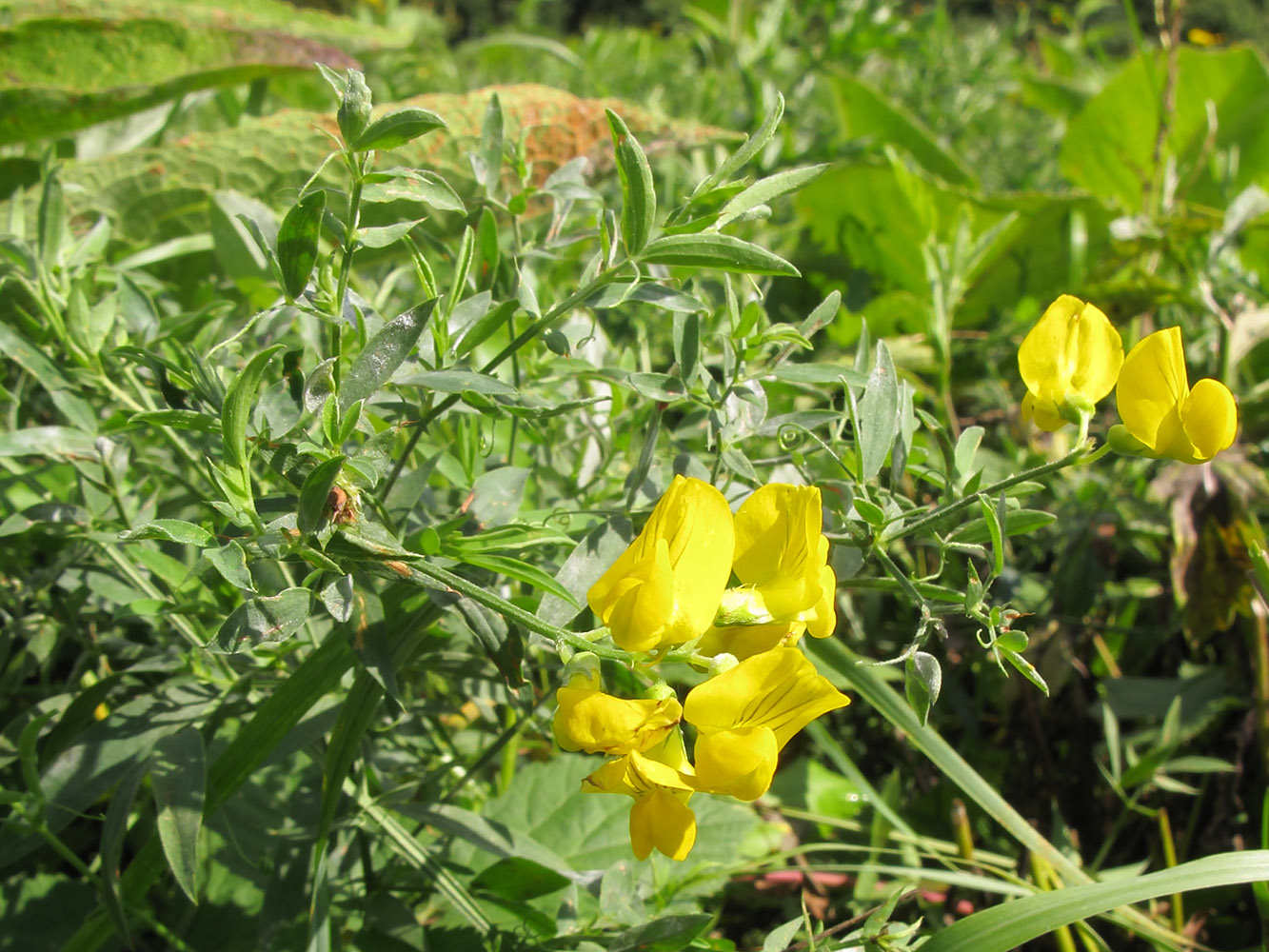 Изображение особи Lathyrus pratensis.