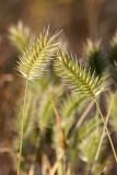 Eremopyrum bonaepartis