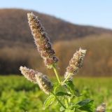 Mentha longifolia