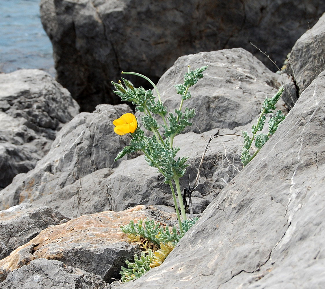 Image of Glaucium flavum specimen.