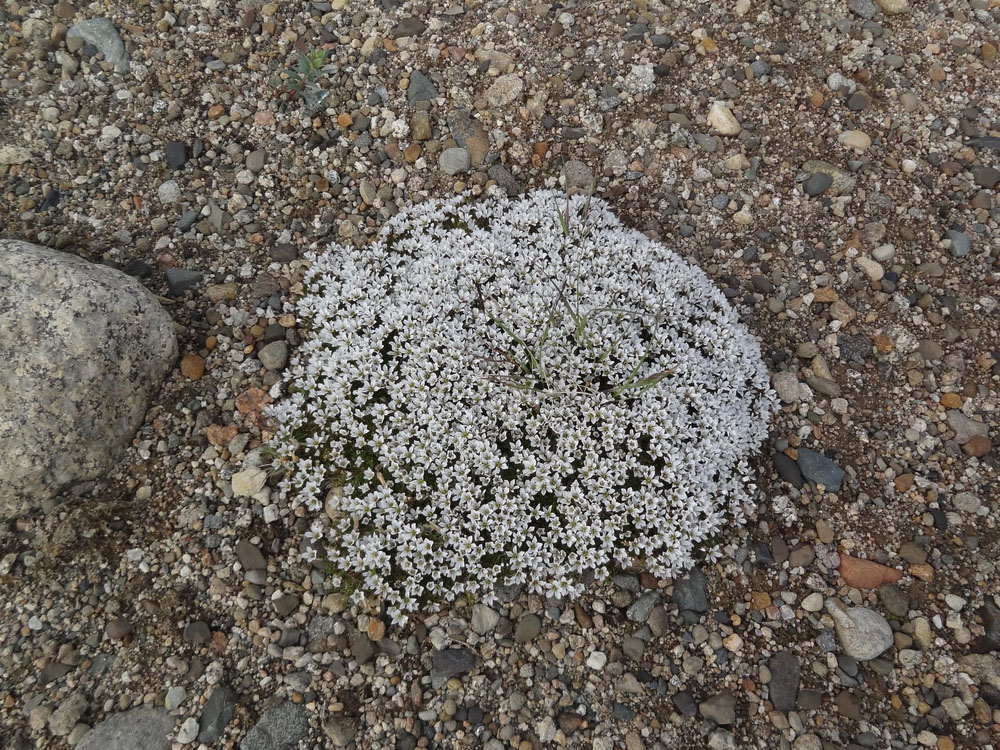 Image of Minuartia macrocarpa specimen.