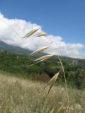 Avena clauda