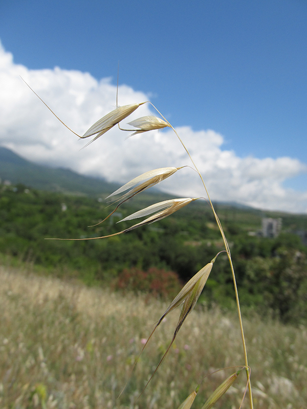 Image of Avena clauda specimen.