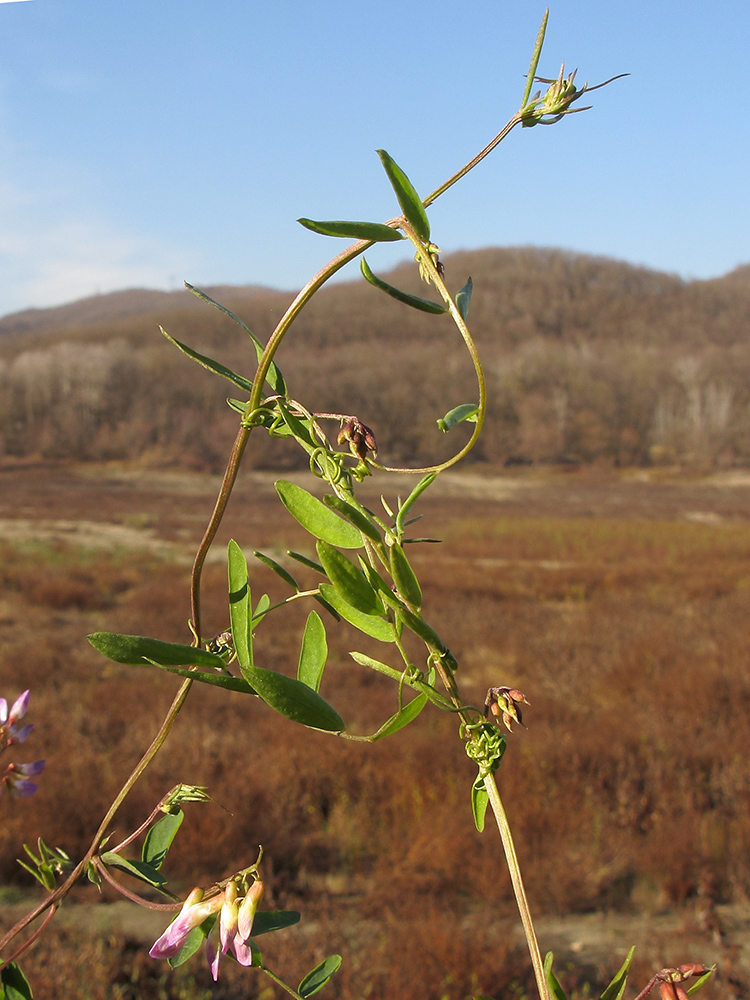 Изображение особи Vicia biennis.