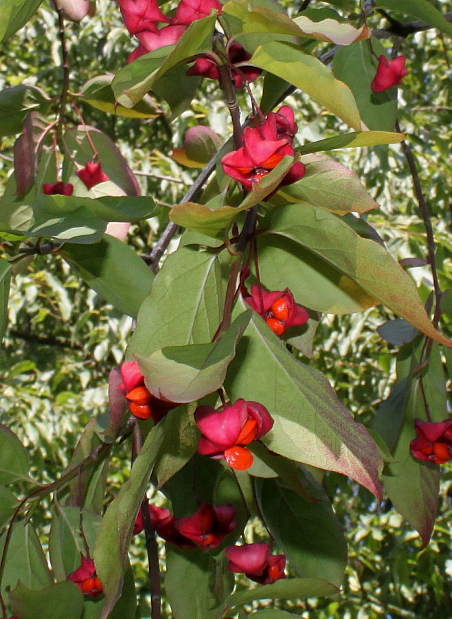 Image of Euonymus sanguineus specimen.