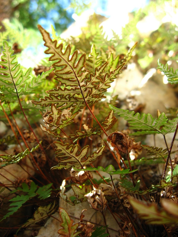 Image of Aleuritopteris argentea specimen.