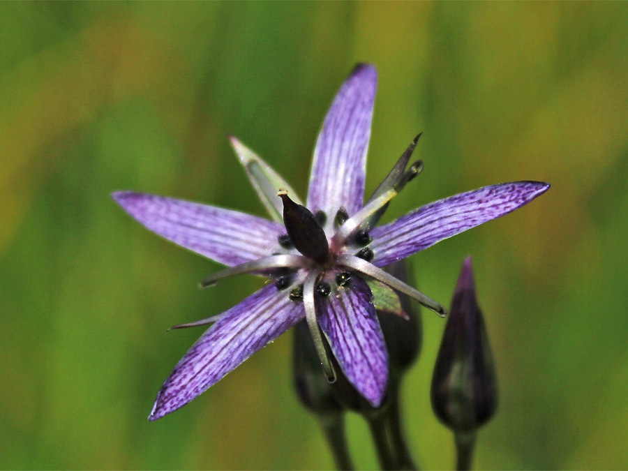 Image of Swertia perennis specimen.