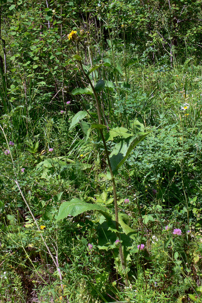 Image of Crepis sibirica specimen.