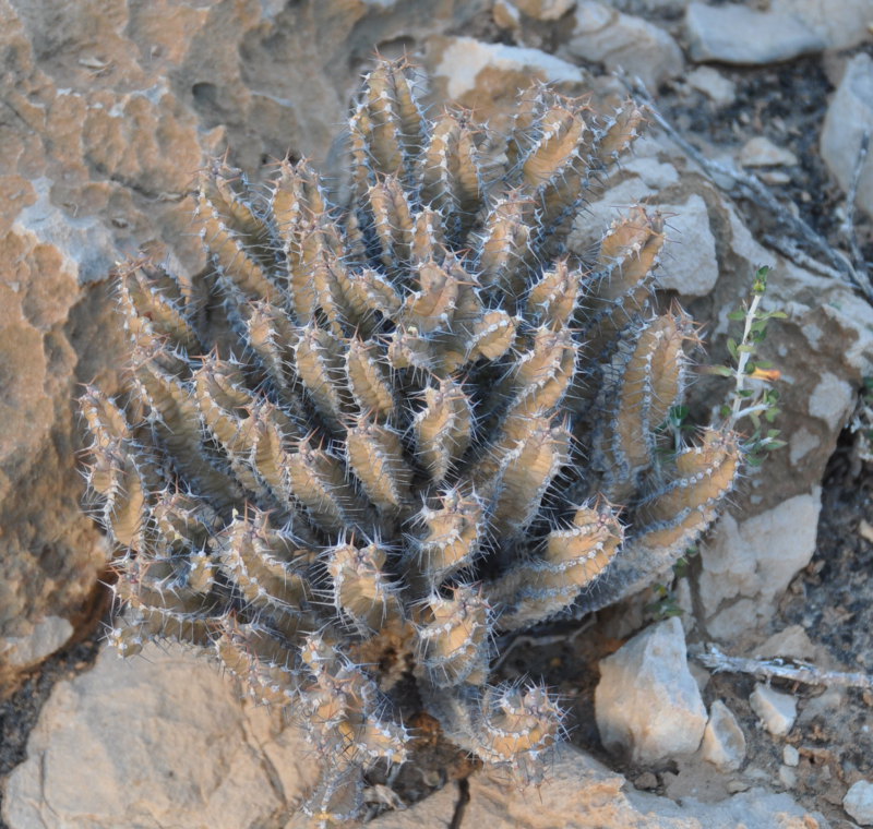 Image of Euphorbia spiralis specimen.