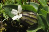 Gastrolychnis gonosperma