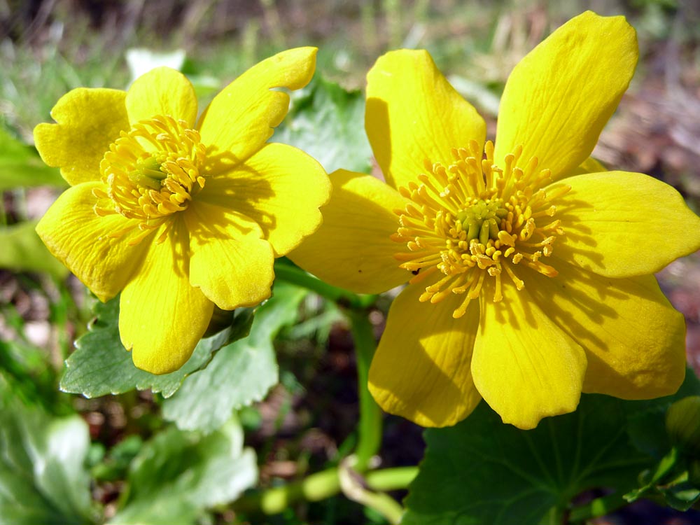 Изображение особи Caltha palustris.