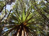 Dracophyllum pandanifolium. Верхушка растения с живыми и усыхающими (внизу) листьями. Австралия, о. Тасмания, национальный парк \"Крэдл Маунтин\". 28.02.2009.
