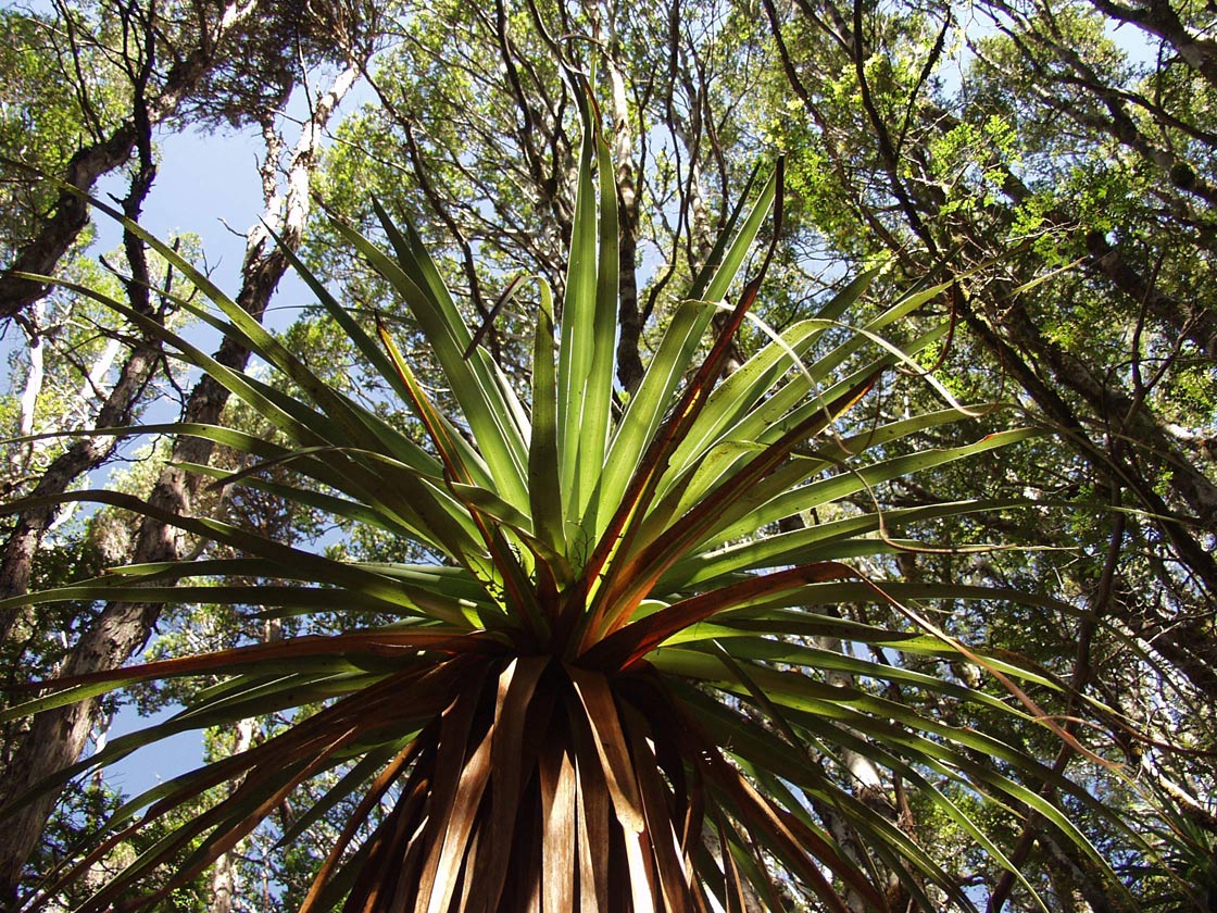 Изображение особи Dracophyllum pandanifolium.