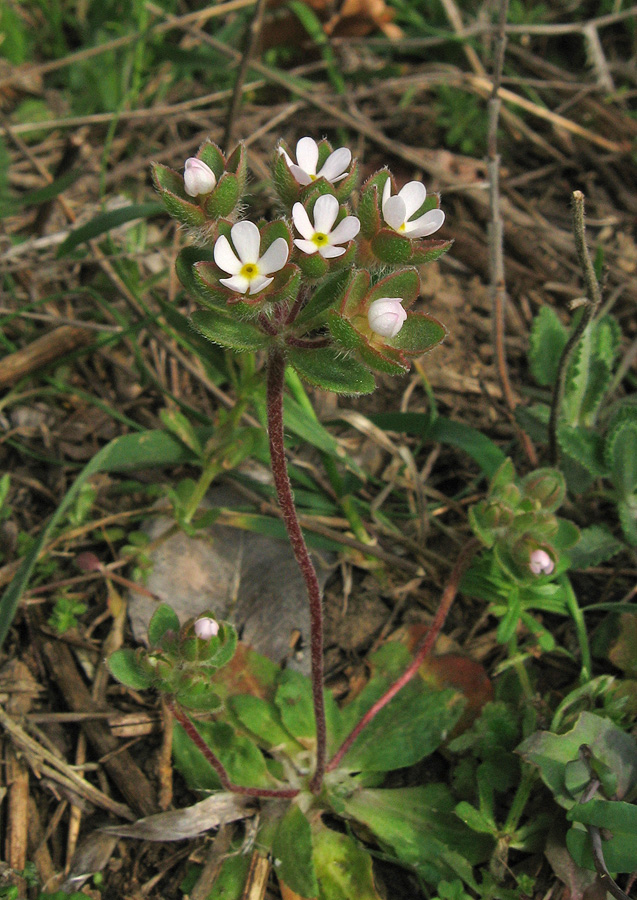 Image of Androsace maxima specimen.