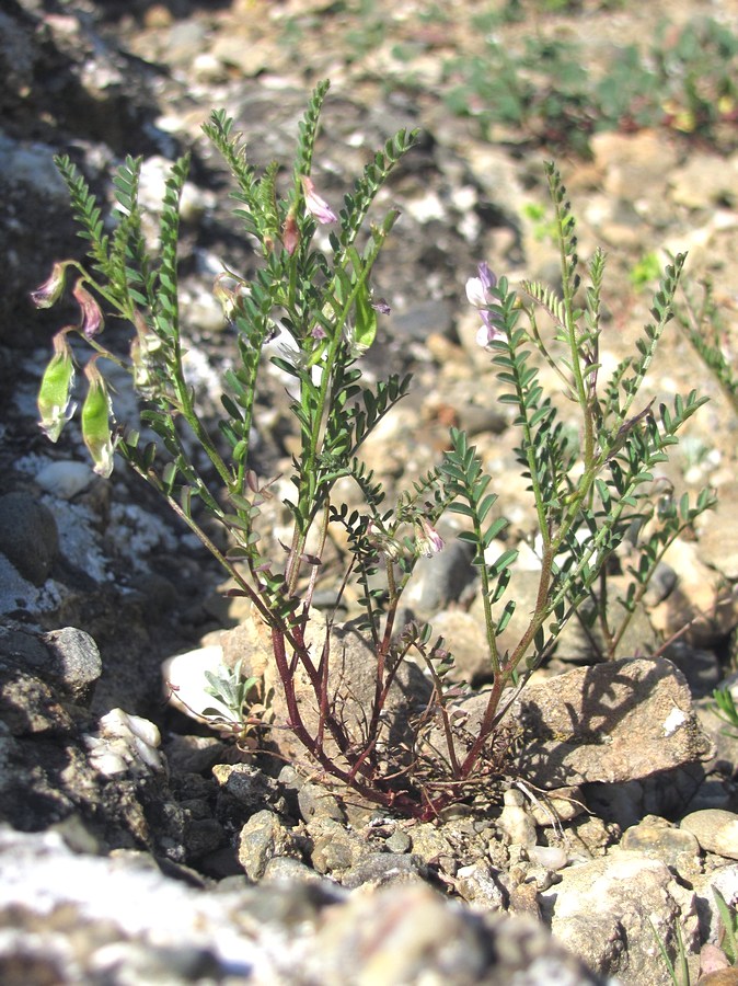 Изображение особи Vicia ervilia.