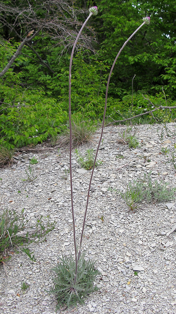 Image of Jurinea blanda specimen.