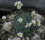 Image of taxon representative. Author is Юрий Пирогов