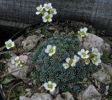 Saxifraga × bursiculata
