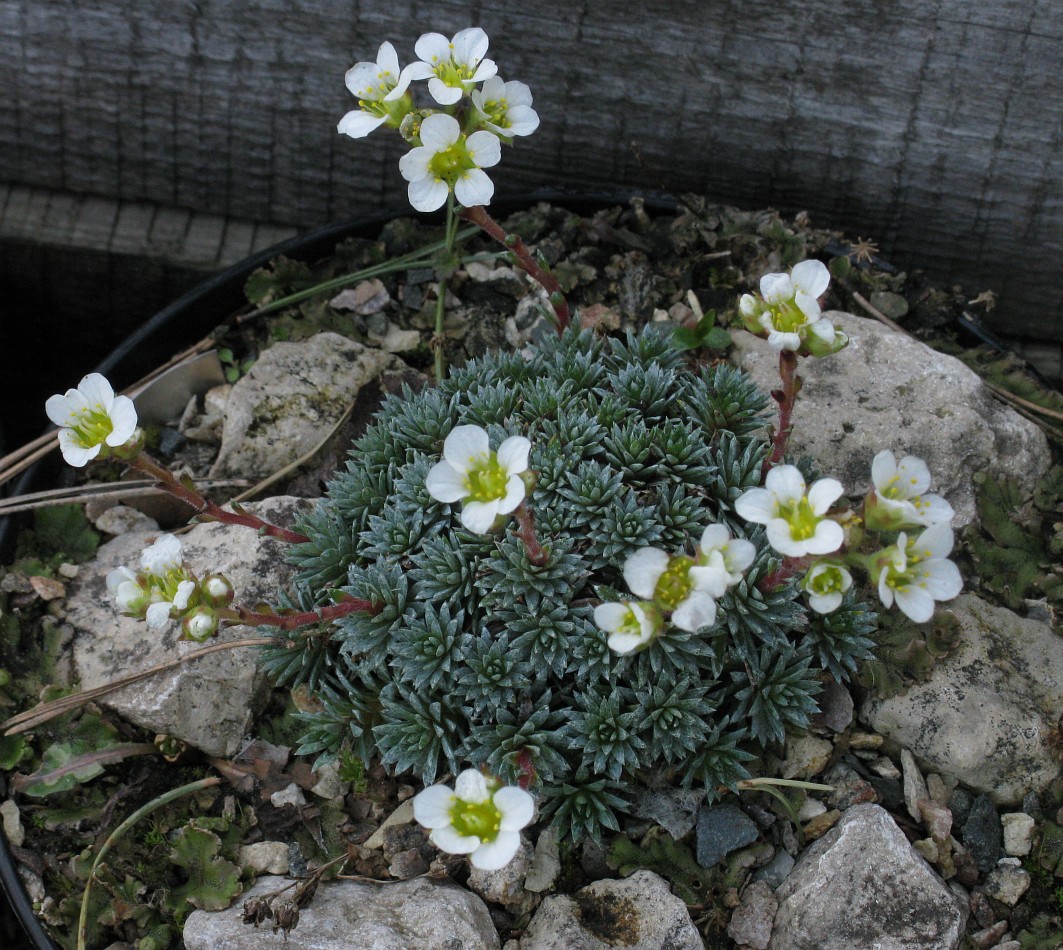 Image of Saxifraga &times; bursiculata specimen.