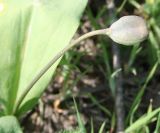 Erythronium krylovii