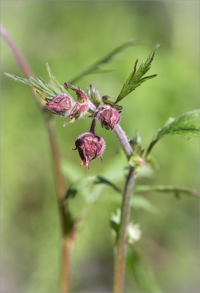 Image of Geum rivale specimen.