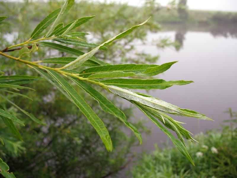 Image of Salix viminalis specimen.